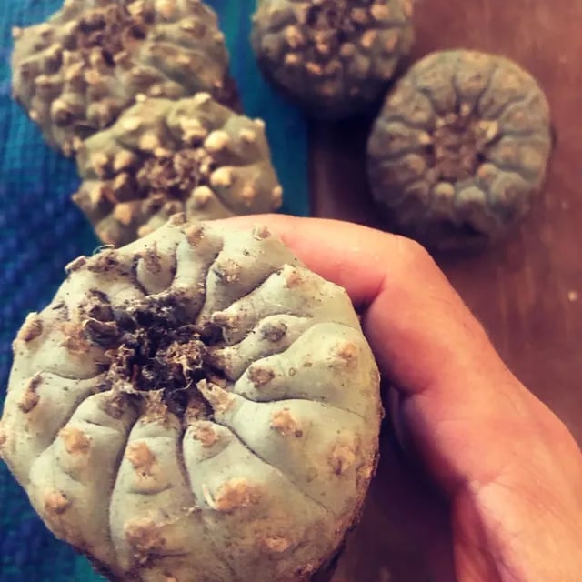 Cerimonia di Peyote Hikuri