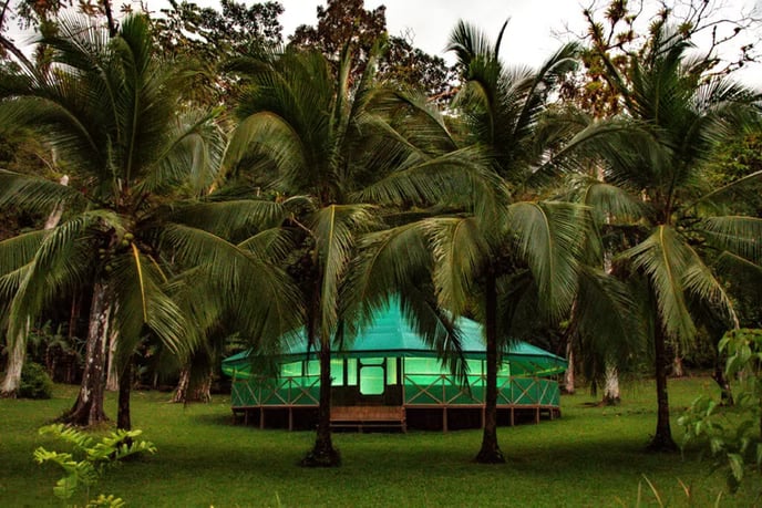 WORKSHOP DI AYAHUASCA