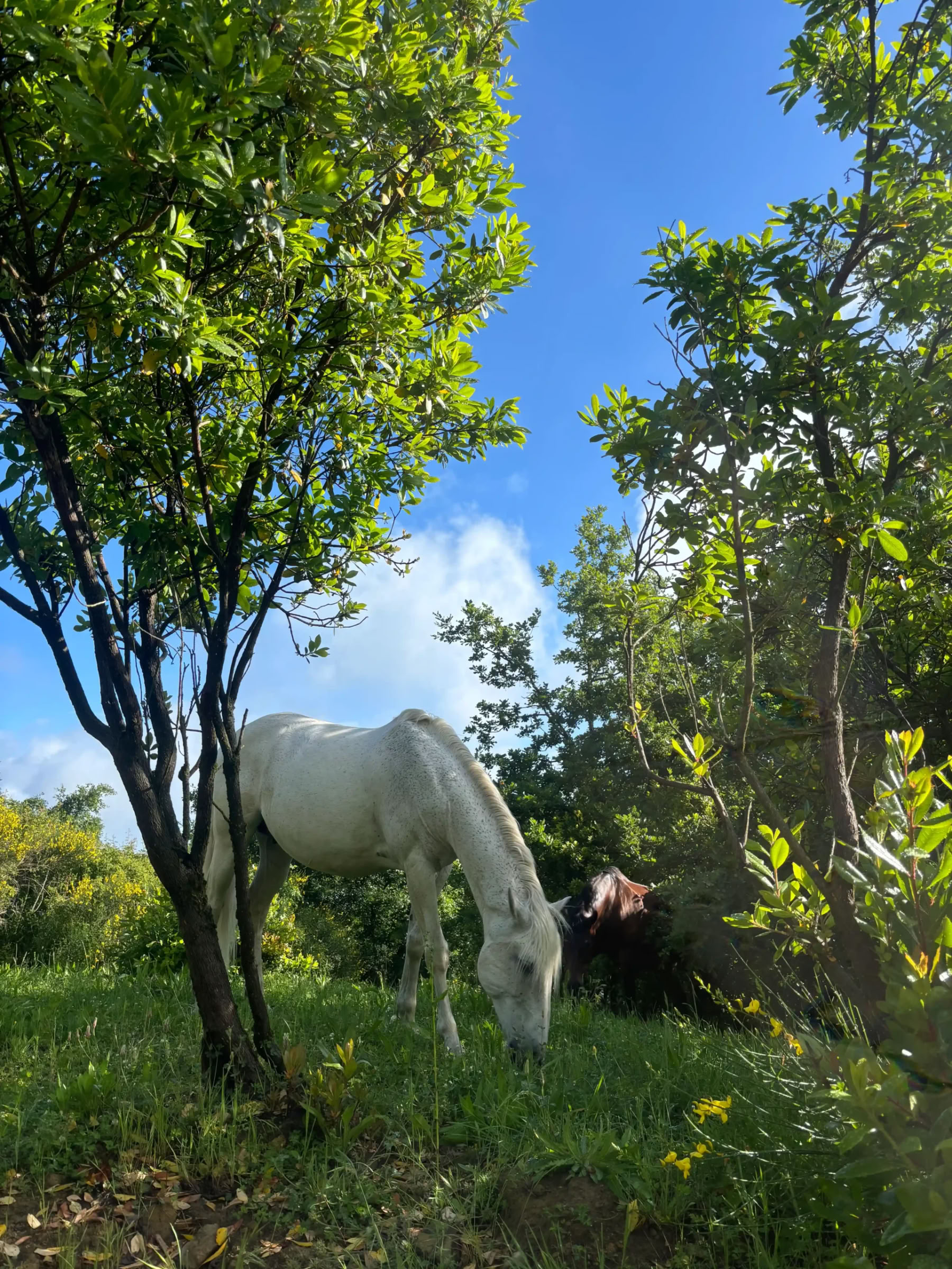 Yoga & Coccole