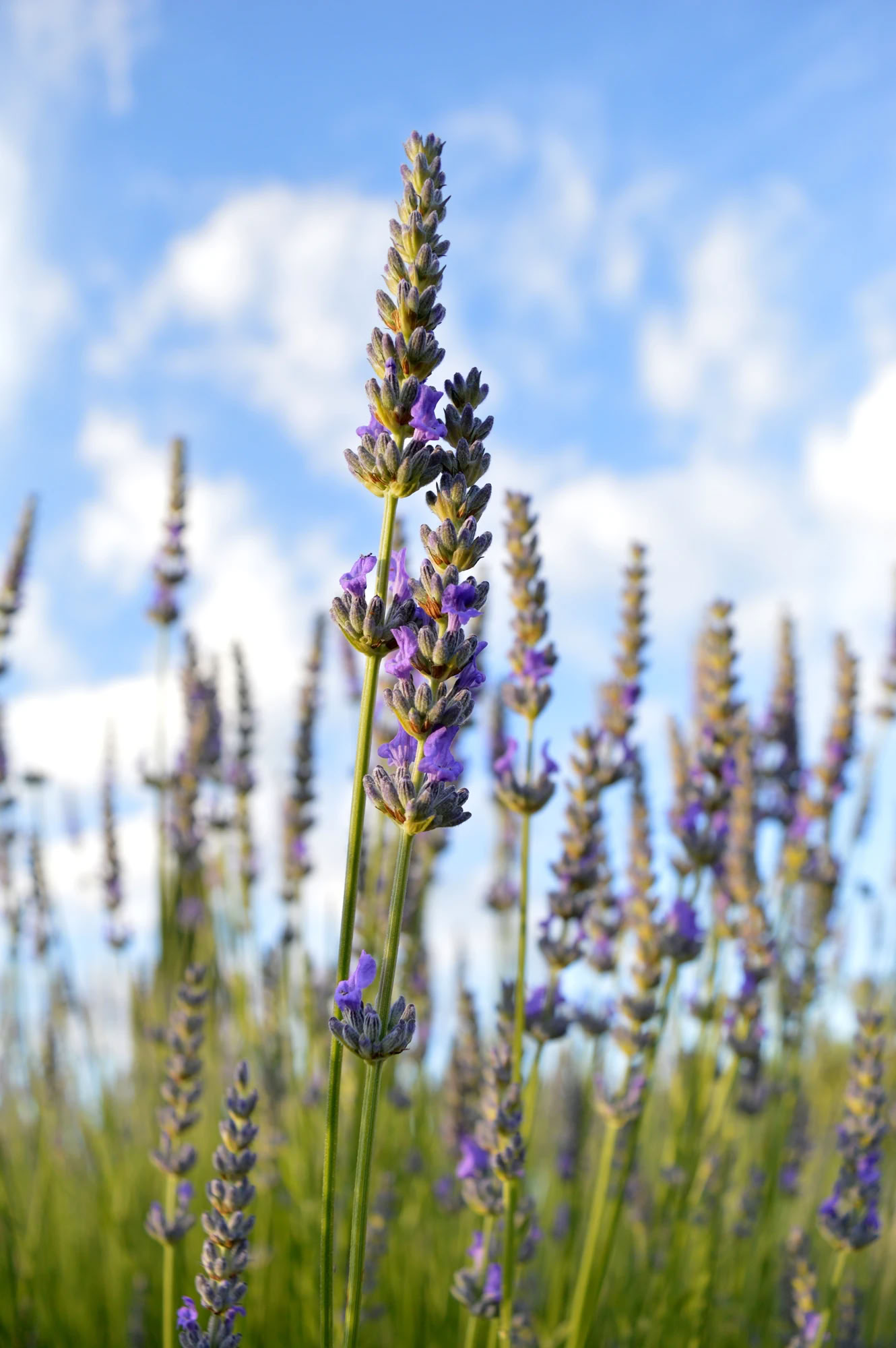 Yoga & Fitness Ritiro in Tuscany