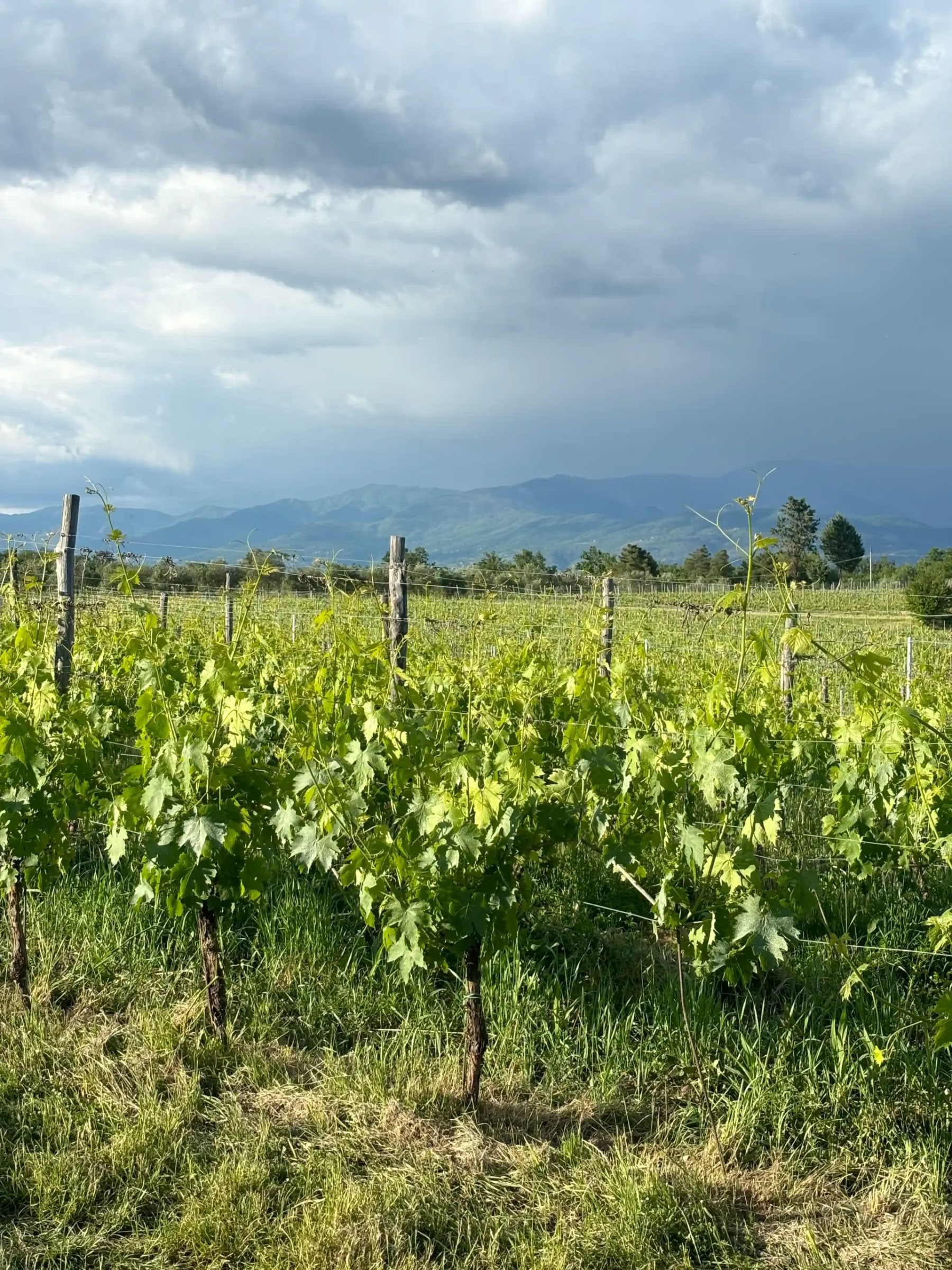 Yoga & Fitness Ritiro in Tuscany