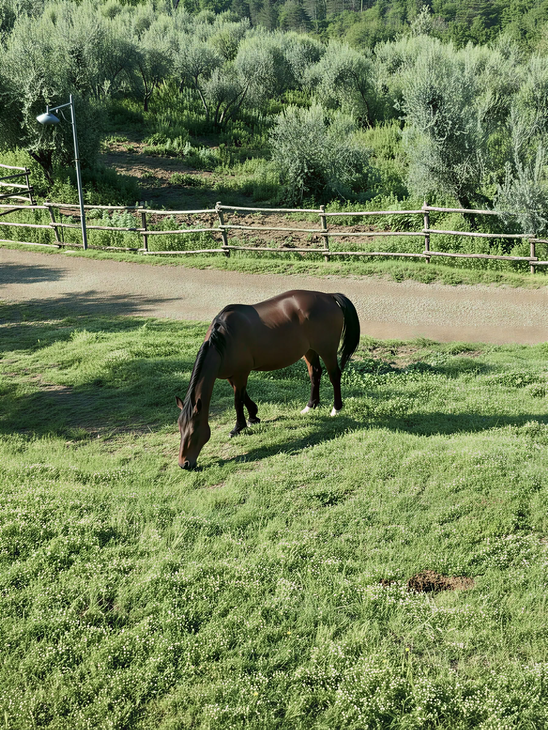Yoga, Escursioni e Equitazione
