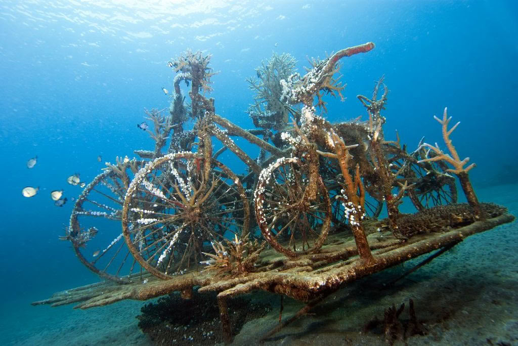Immersione introduttiva a Lovina Reef 1 immersione