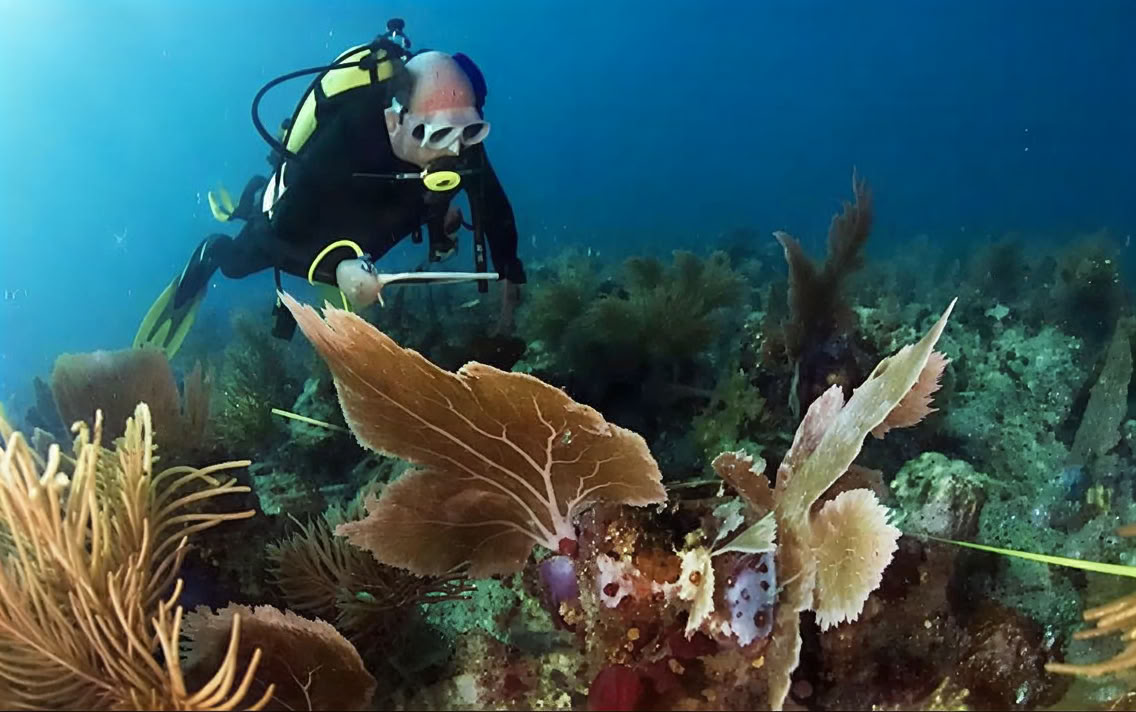 Immersione introduttiva a Lovina Reef 2 immersioni