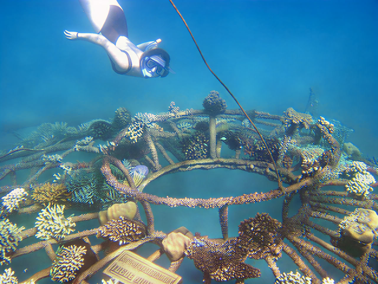Tour di Pemuteran con snorkeling
