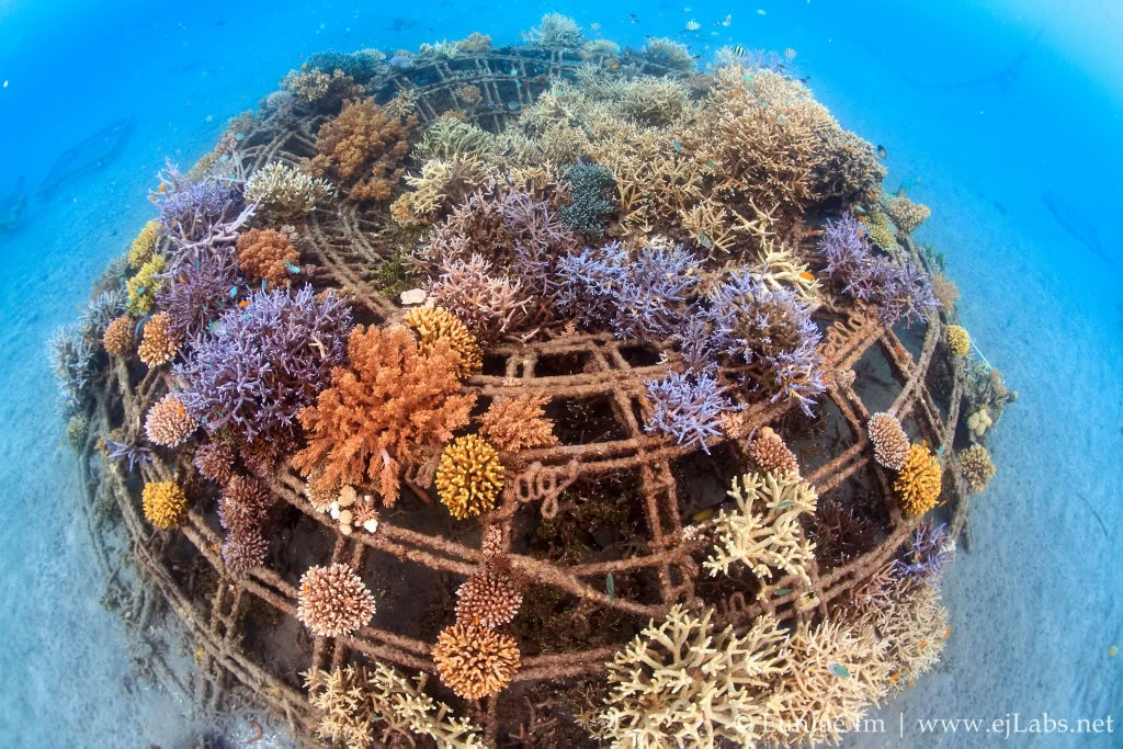Tour di Pemuteran con snorkeling