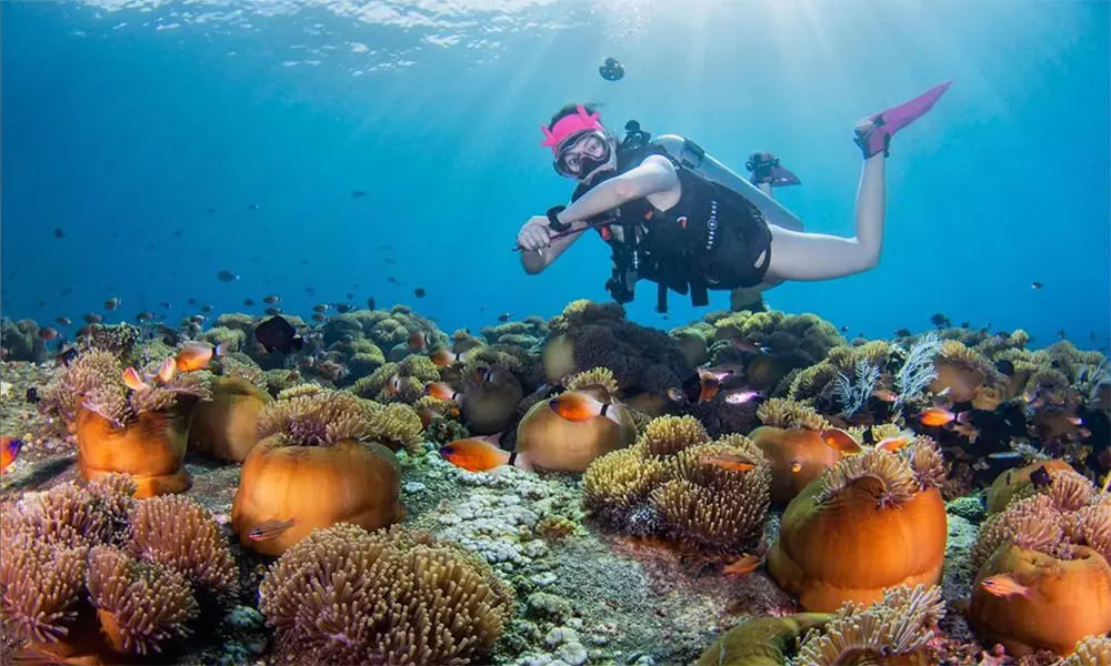 Menjangan Island - Tour di immersioni divertenti