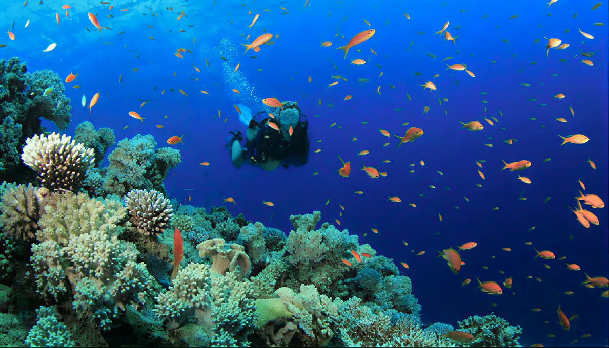 Menjangan Island - Tour di immersioni divertenti