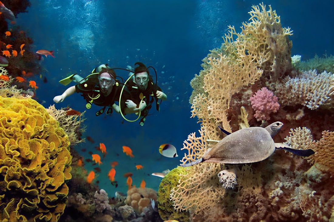 Menjangan Island - Tour di immersioni divertenti