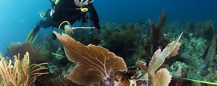 Menjangan Island - Tour di immersioni divertenti