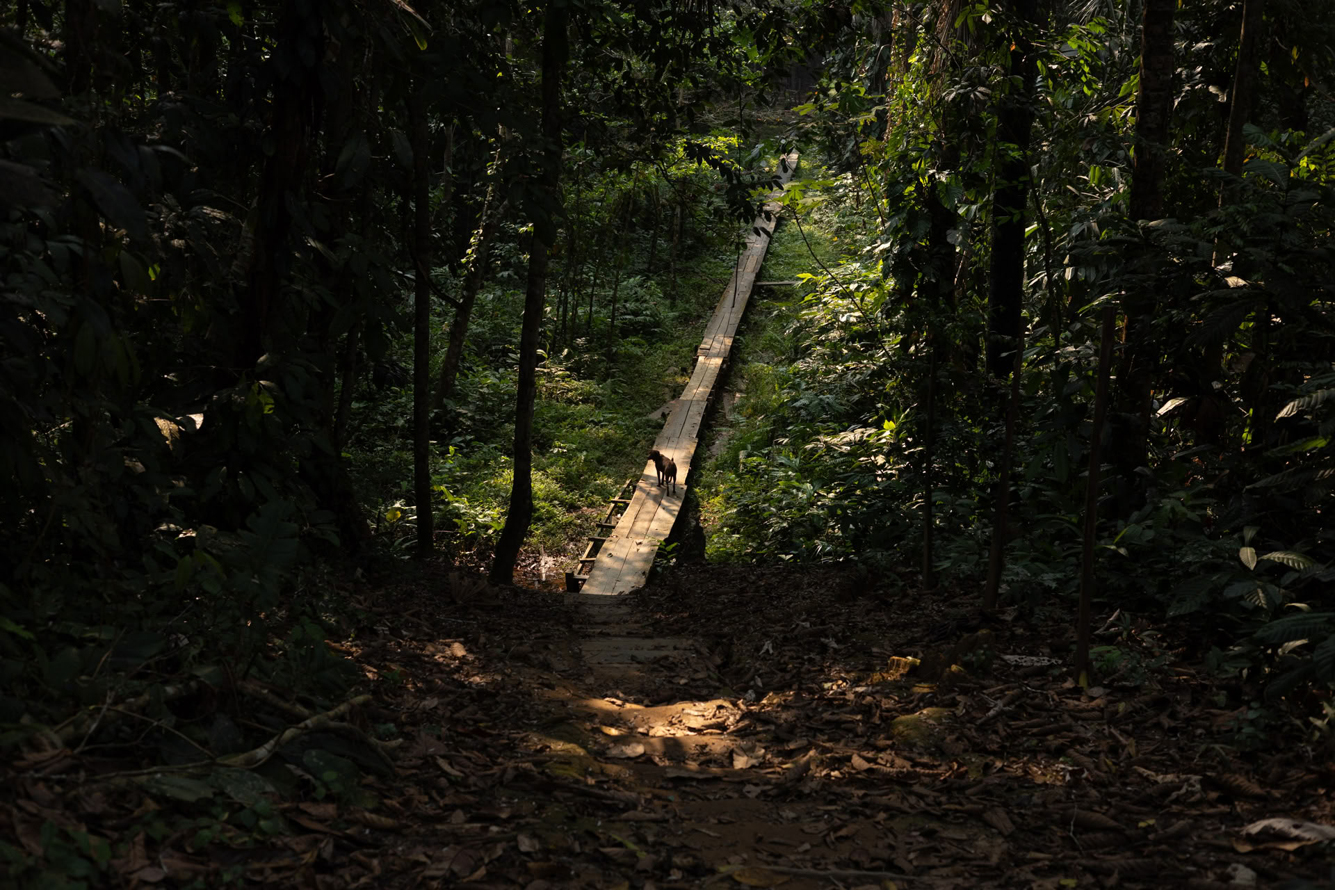 Ritiro Open Ayahuasca