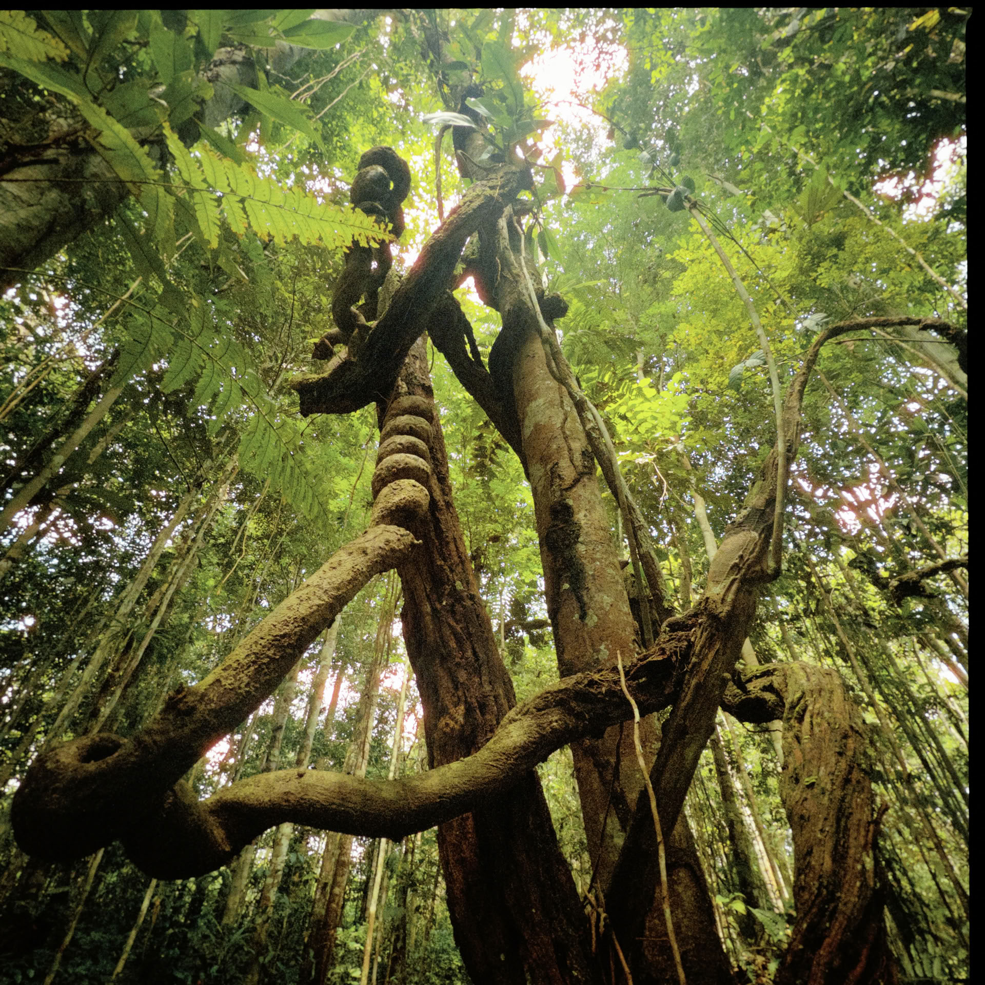 Ritiro Open Ayahuasca