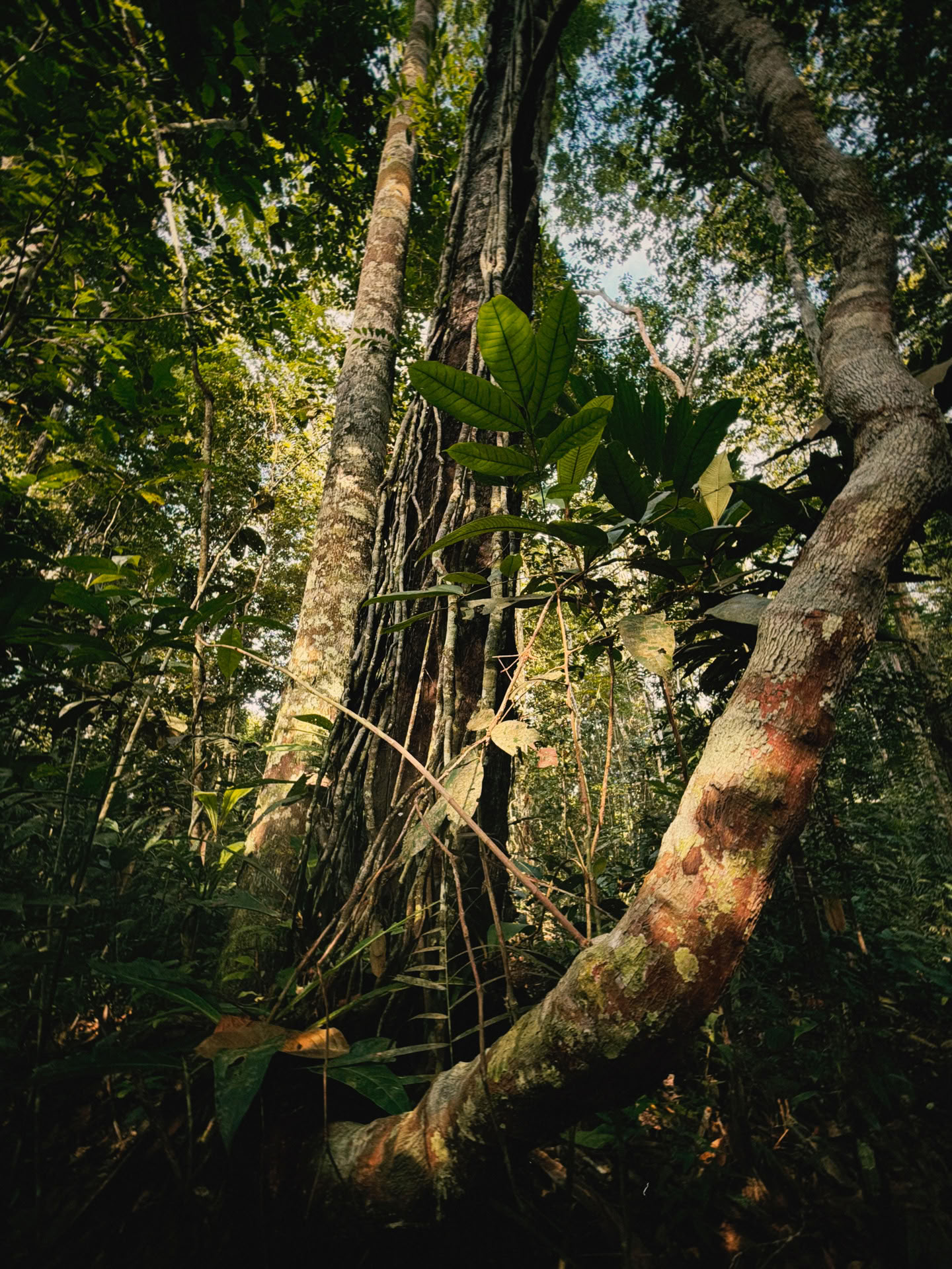 Ritiro Open Ayahuasca
