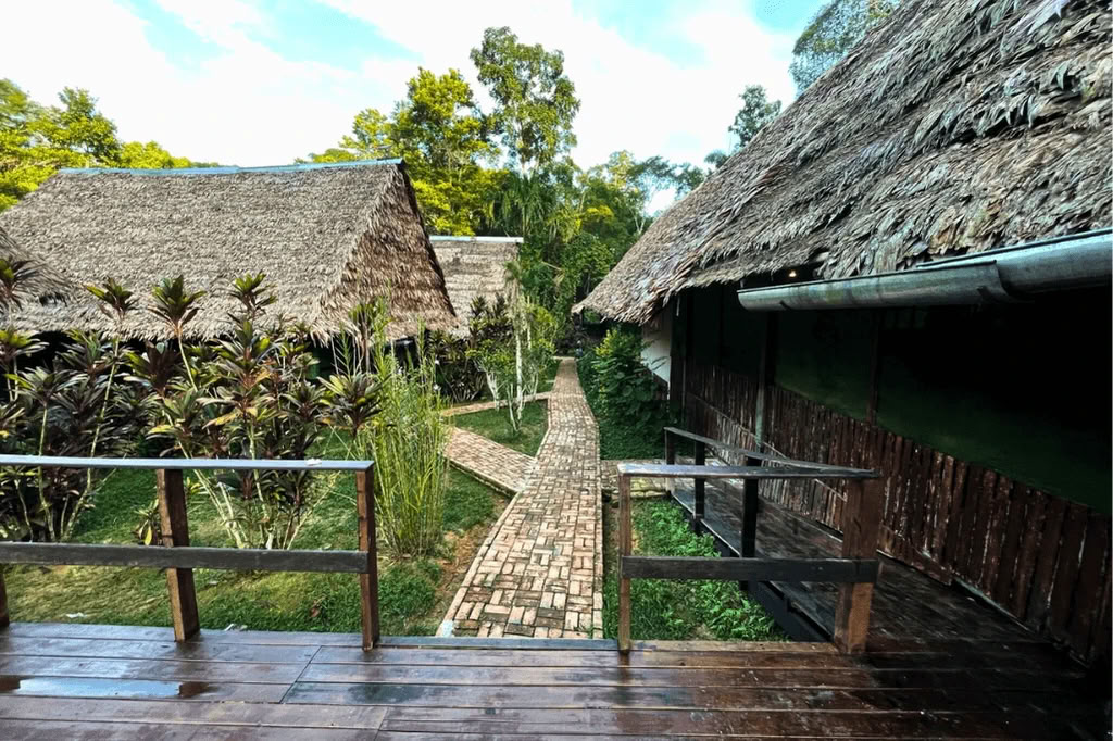 Amazzonia - Blue Morpho Lodge 3 ayahuasca & 1 San Pedro