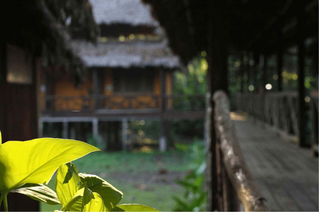 Amazzonia - Blue Morpho Lodge 3 ayahuasca & 1 San Pedro