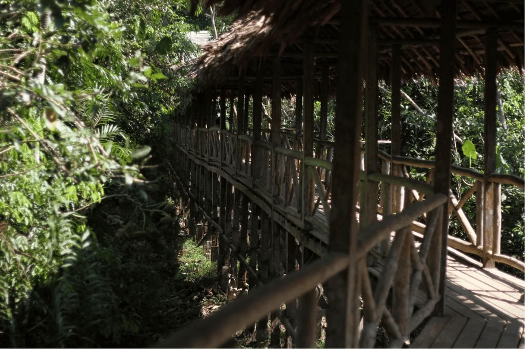Amazzonia - Blue Morpho Lodge 3 ayahuasca & 1 San Pedro