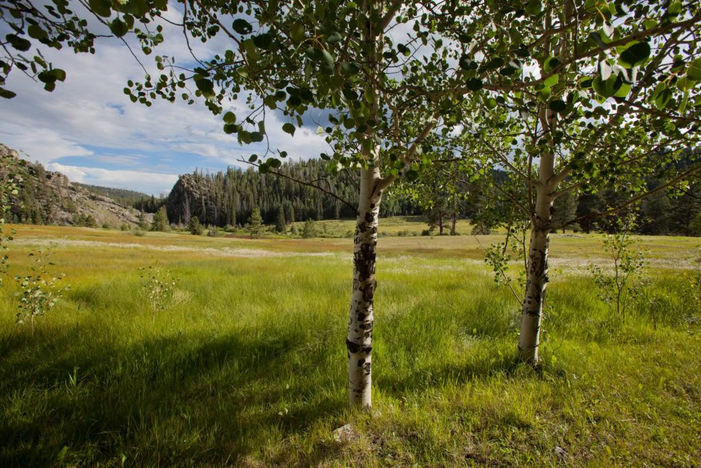 Pellegrinaggio Elementale: Risveglio attraverso l’Intimità con Alberi, Fiume e Cielo