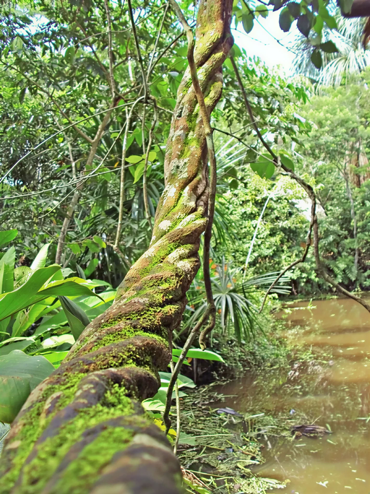 Ritiro di Ayahuasca Shipibo
