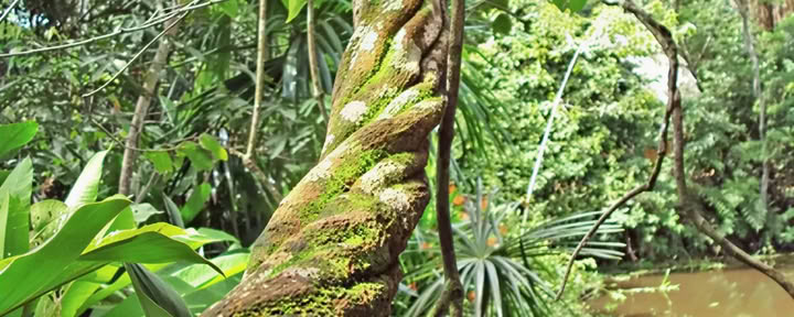 Ritiro Base di Ayahuasca