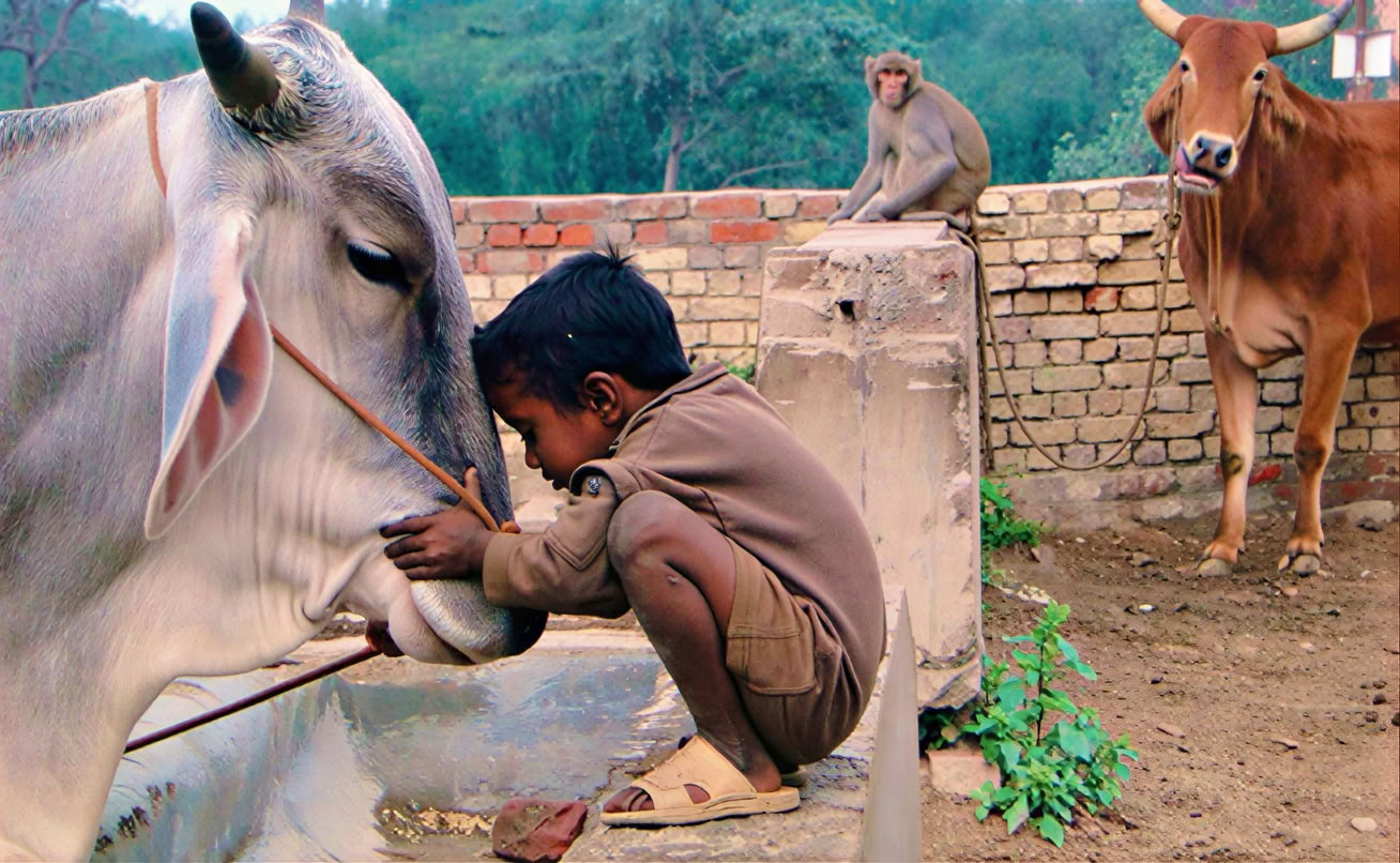 'Spirito dell'Himalaya' Tour + Festival di Holi in India