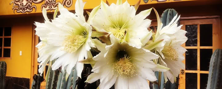 Cerimonia di San Pedro