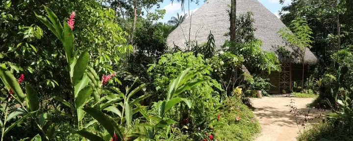 Living In Alignment: Ritiro di guarigione con Ayahuasca