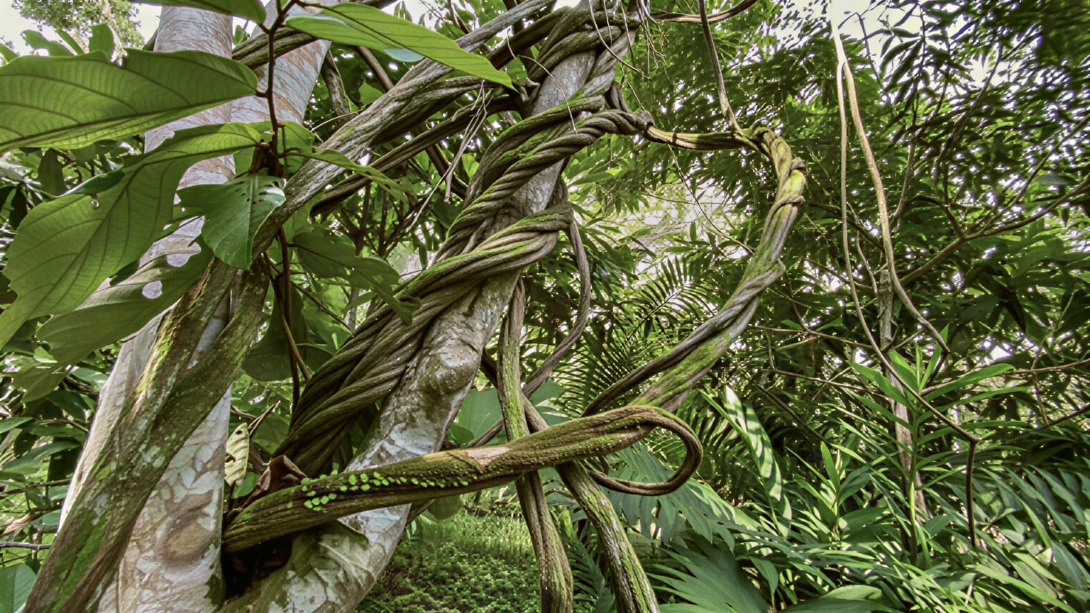 Ritiro di guarigione con Ayahuasca per donne