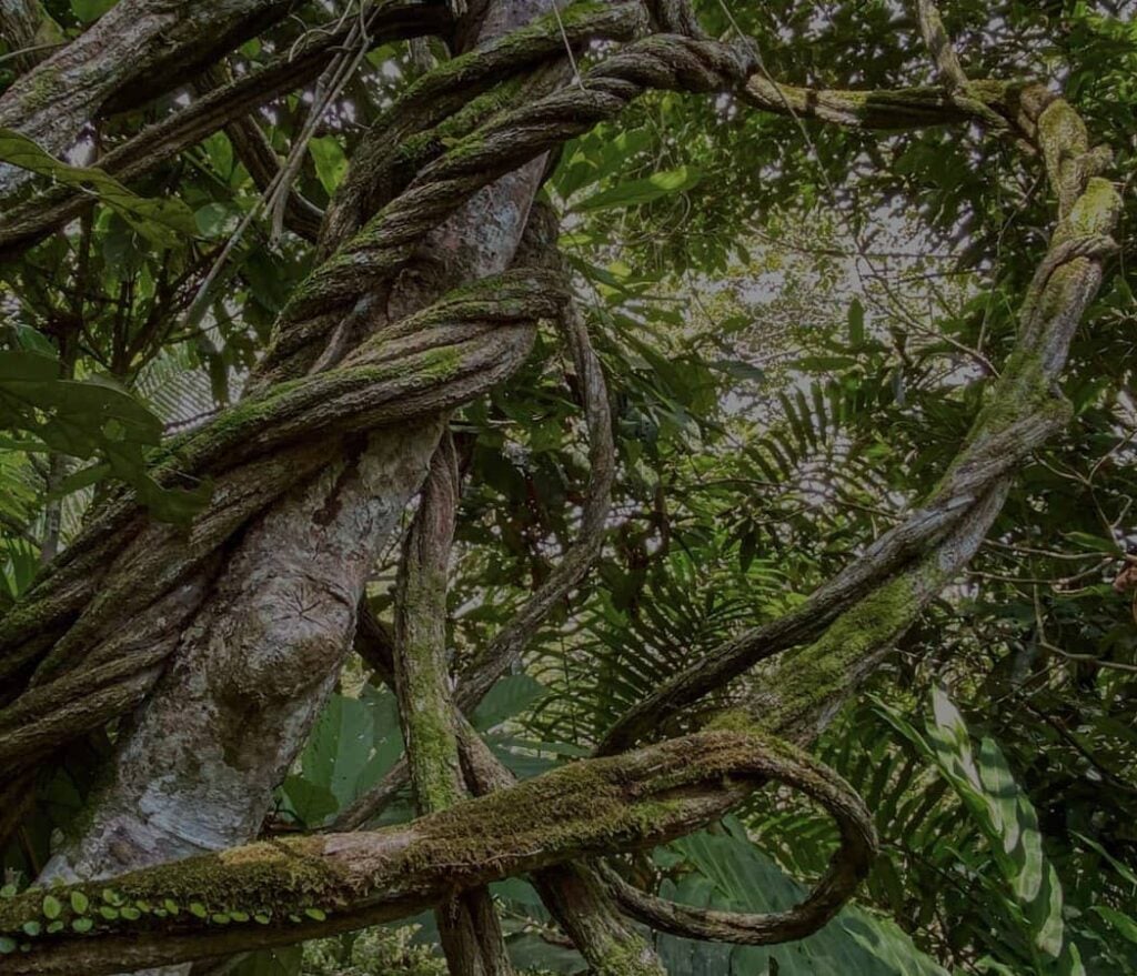 Ritiro di guarigione con Ayahuasca per donne