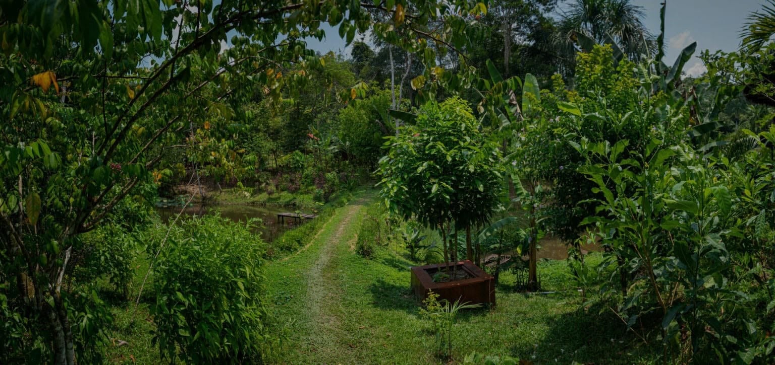 Ritiro di guarigione con Ayahuasca per donne