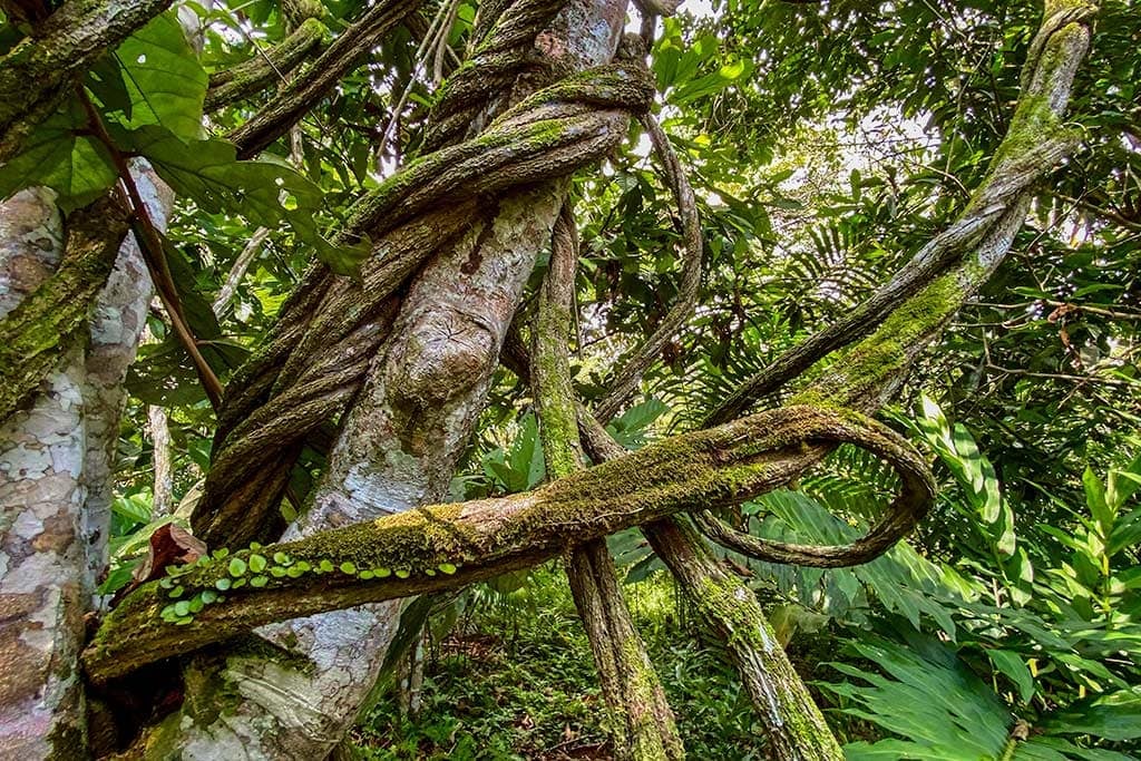 Ritiro di guarigione con Ayahuasca per donne