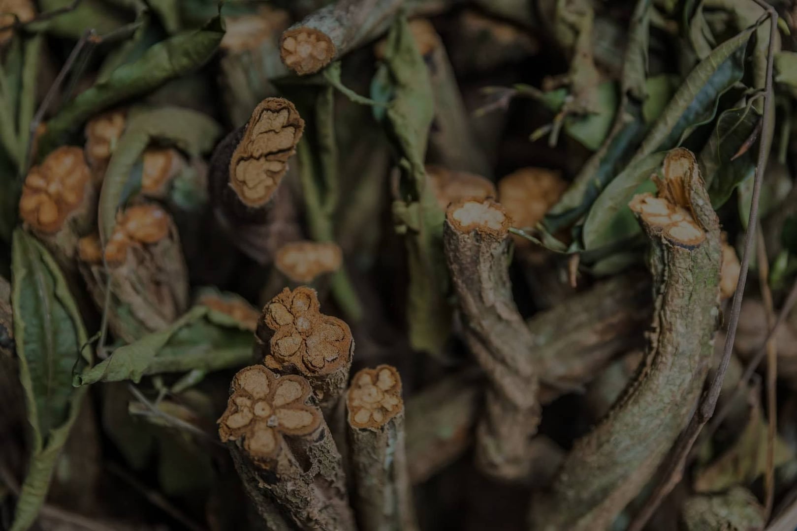Ritiro Ayahuasca per Operatori Sanitari 2026