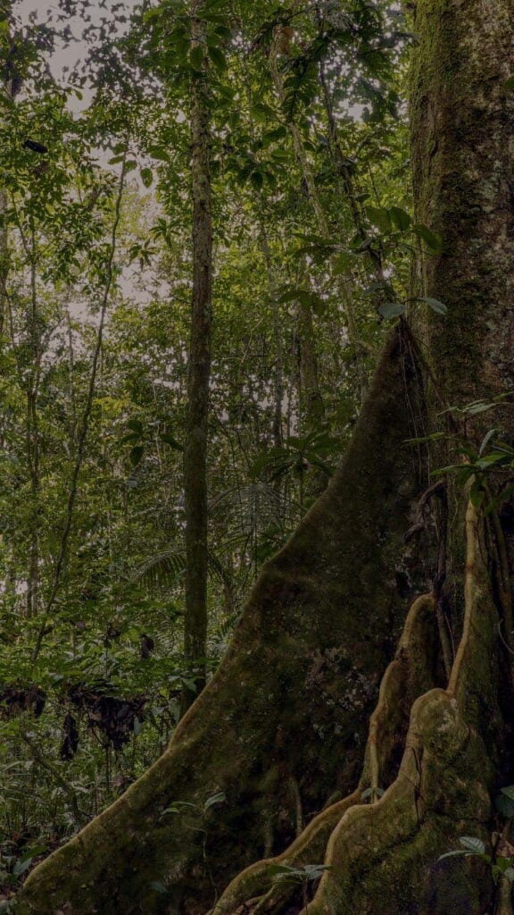 Ritiro Ayahuasca per Operatori Sanitari 2026