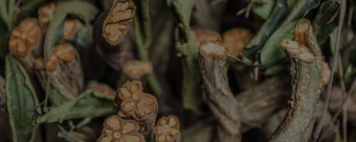 Living in Alignment Ayahuasca Healing Ritiro + Estensione di Integrazione di 5 Giorni Ritiro