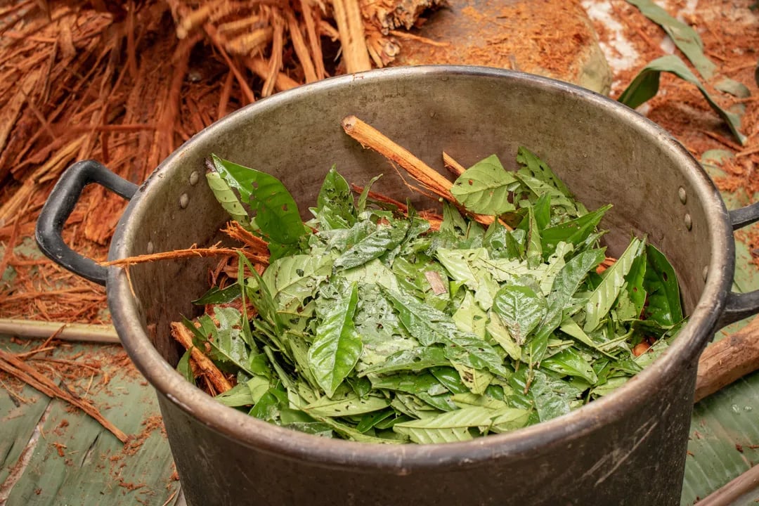 Cerimonia dell’Ayahuasca