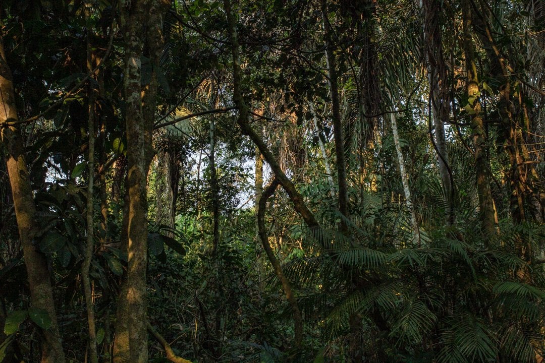 Cerimonia dell’Ayahuasca