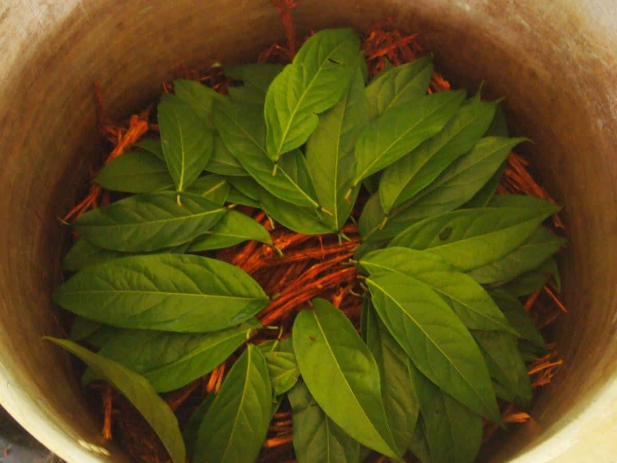 Ritiro di Ayahuasca di 5 giorni in Ecuador