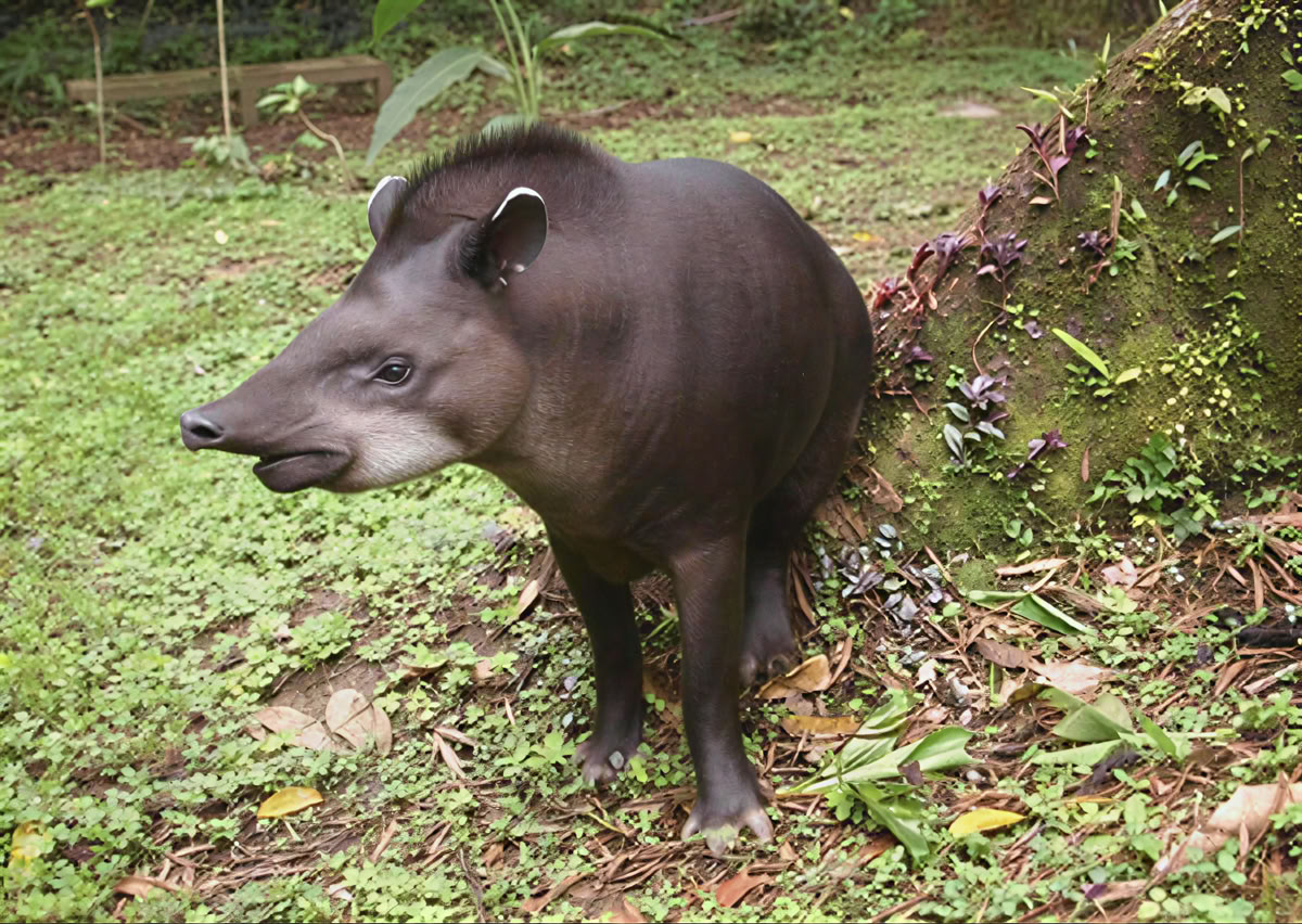 Cerimonia di Ayahuasca in Ecuador