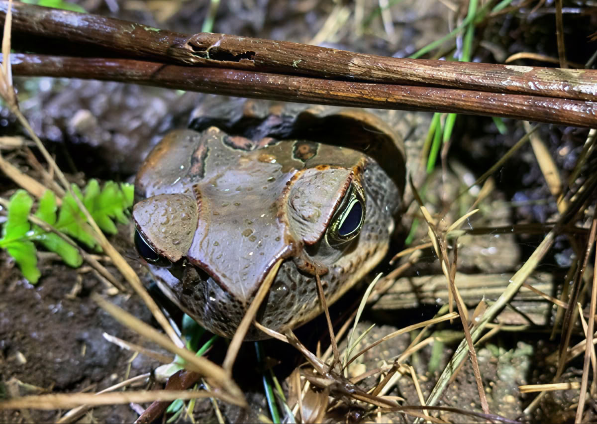 Cerimonia di Ayahuasca in Ecuador