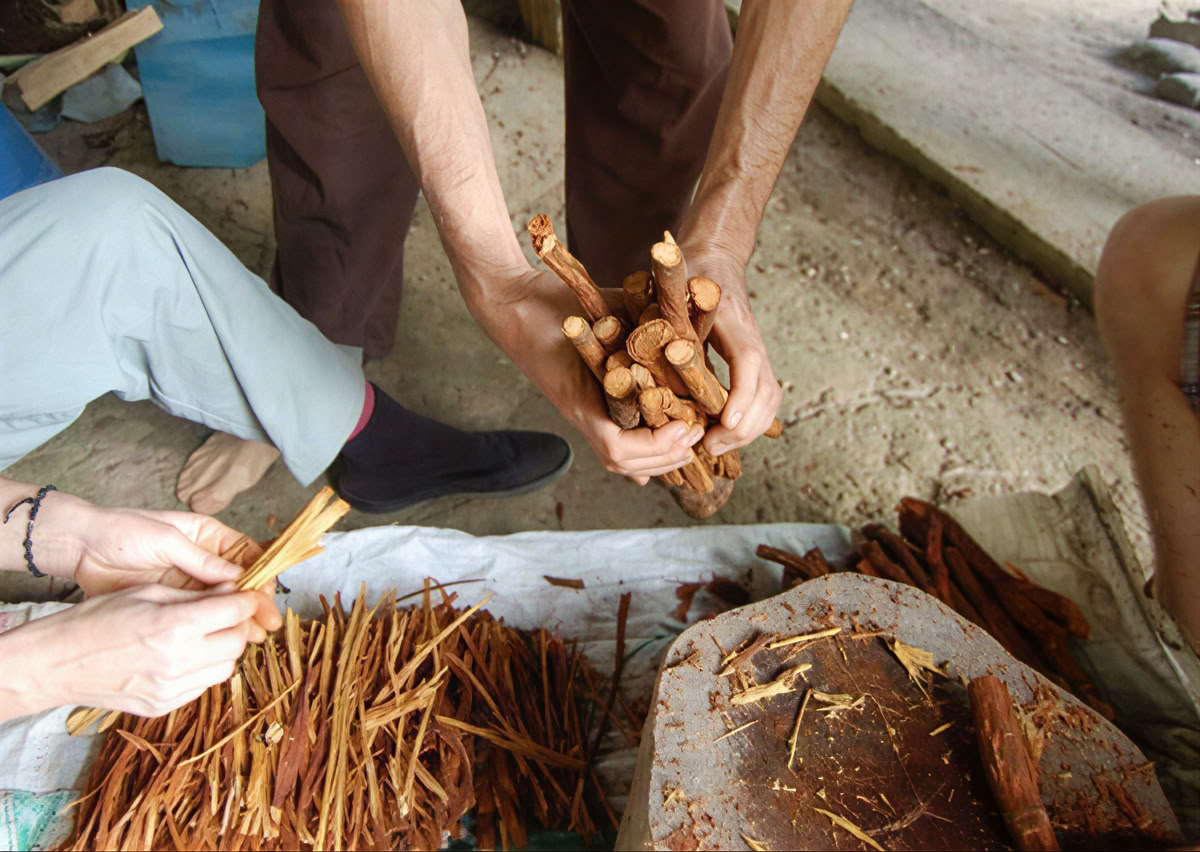 Cerimonia di Ayahuasca in Ecuador