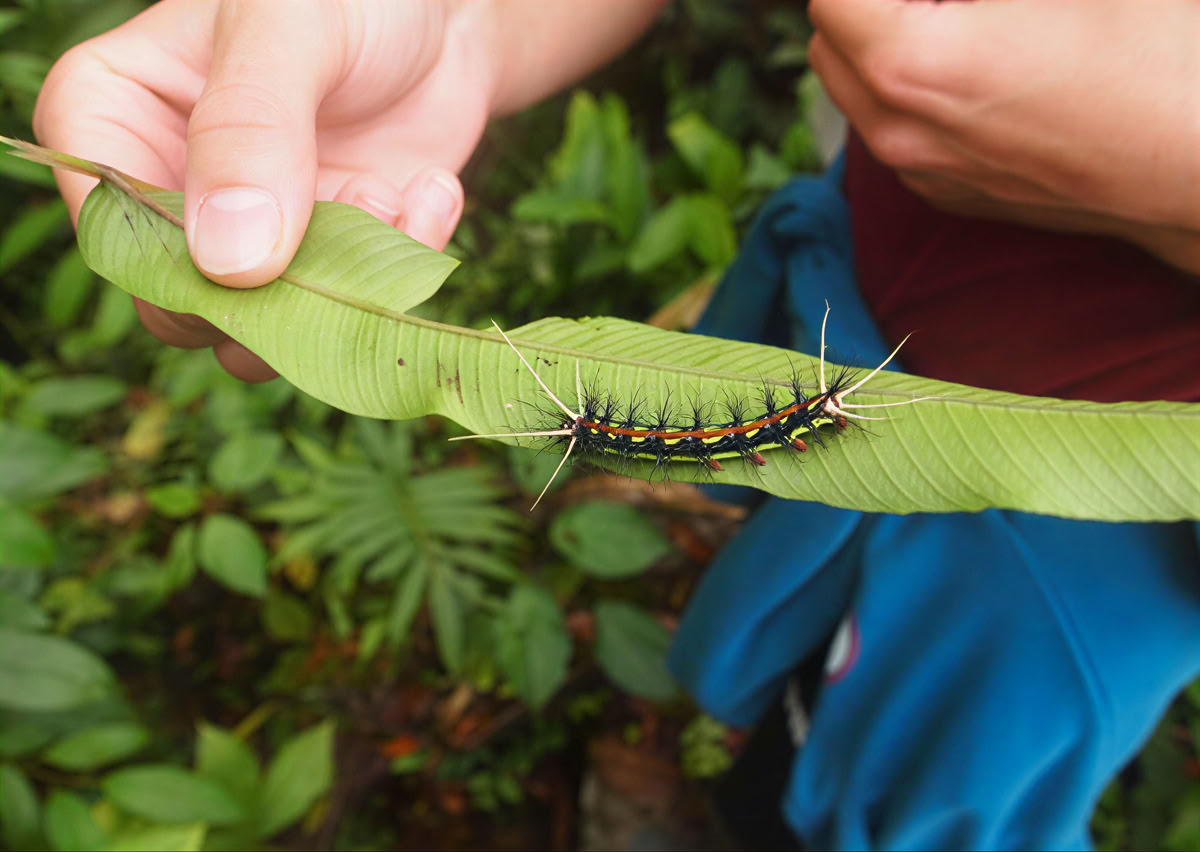 Cerimonia di Ayahuasca in Ecuador