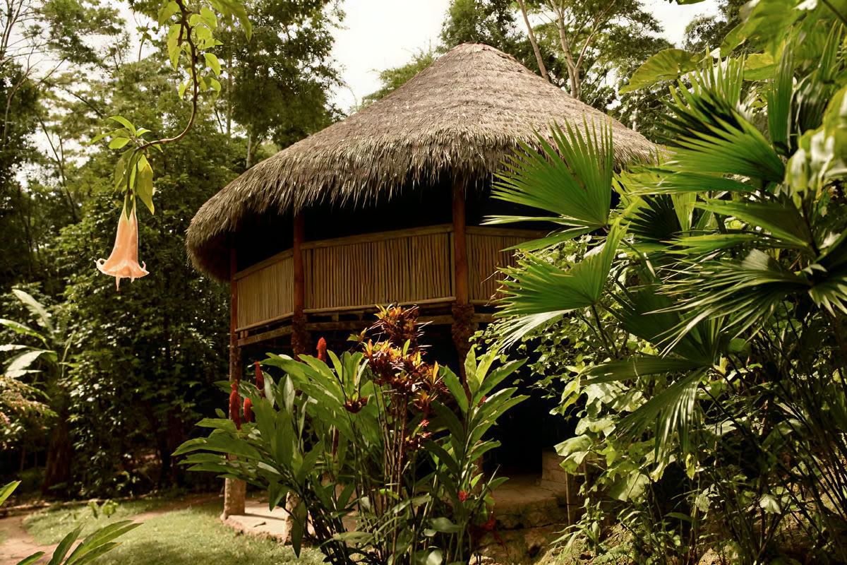 30 Giorni – Ayahuasca & Dieta delle Piante Maestre