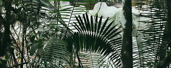 10 Giorni – Ritiro di Ayahuasca & Yoga