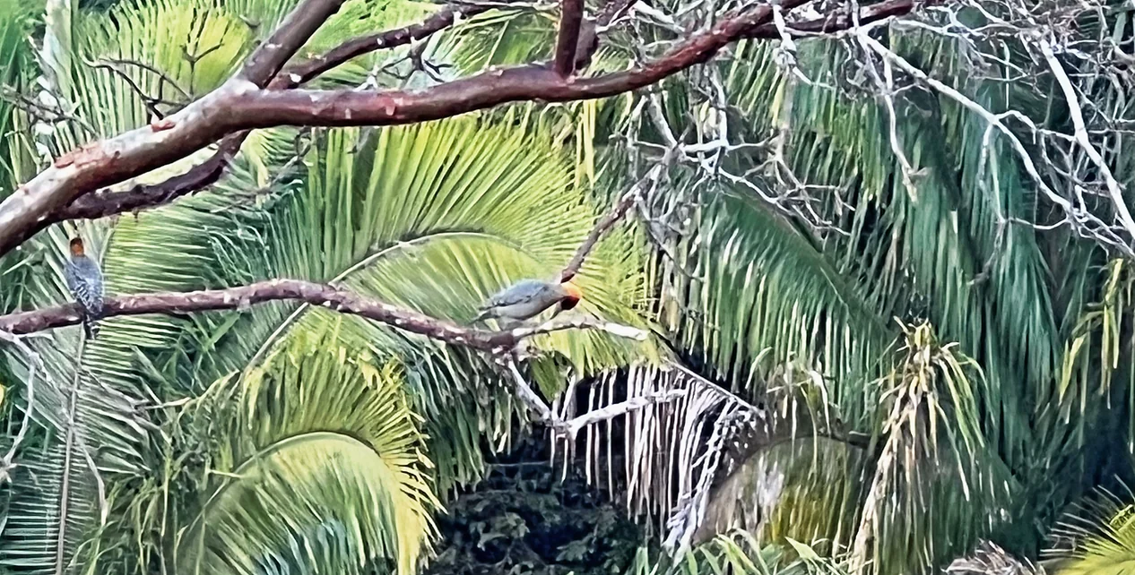 Ritiro di birdwatching, yoga e benessere