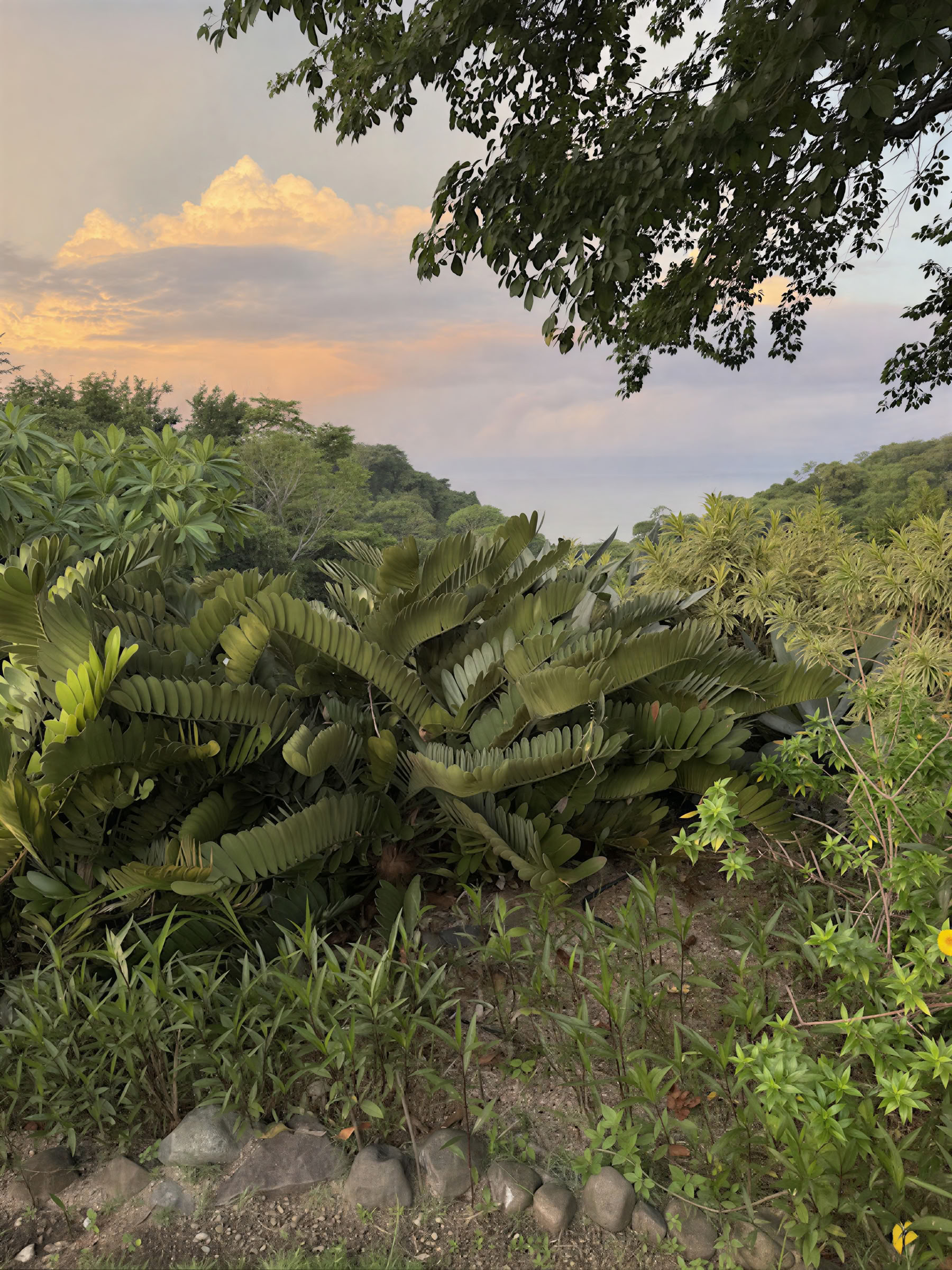 InwardBound Ritiro Privato con Psilocibina: 4 giorni, 2 sessioni di psilocibina - Paesi Bassi/Costa Rica