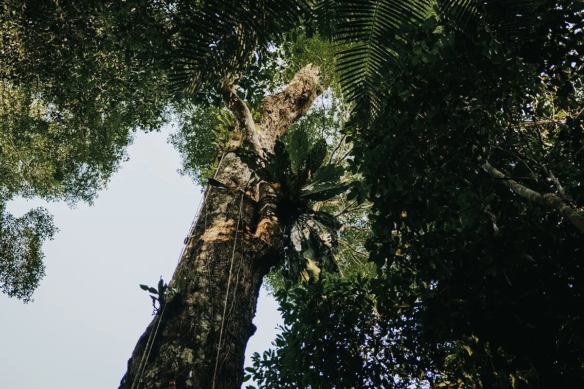 11 giorni Ritiro di Ayahuasca in Perù – 18 - 28 settembre 2026 | Shipibo Healing & Integration