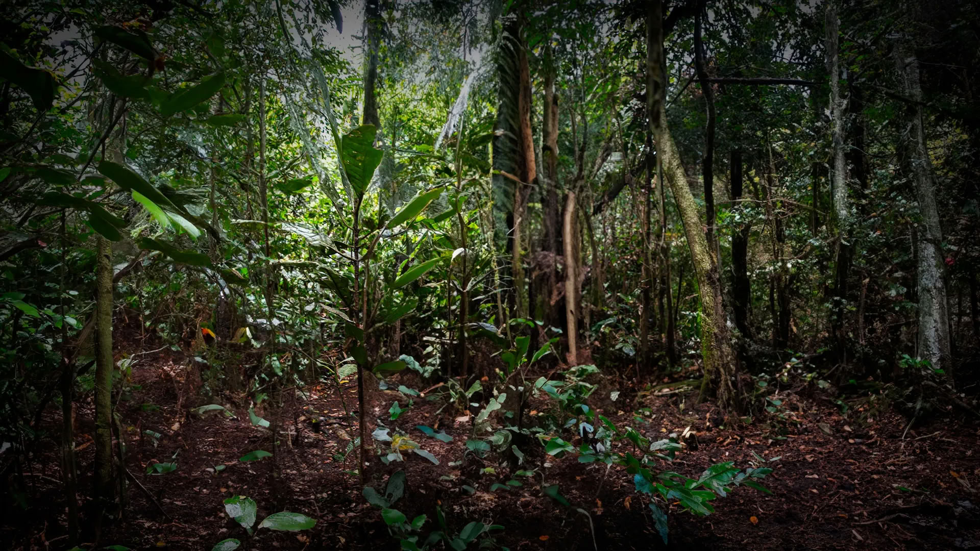 11 giorni Ritiro di Ayahuasca in Perù – 18 - 28 settembre 2026 | Shipibo Healing & Integration