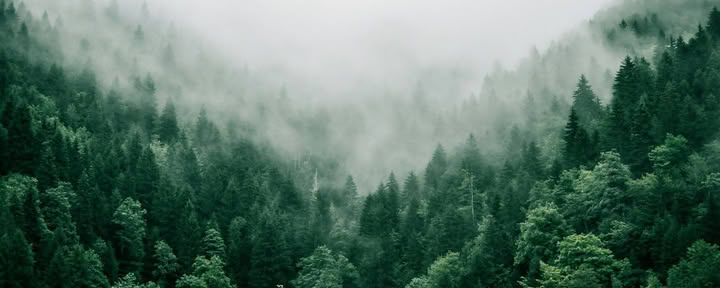 Immersione di Forest Therapy per Guide ANFT (Gruppo in visita)