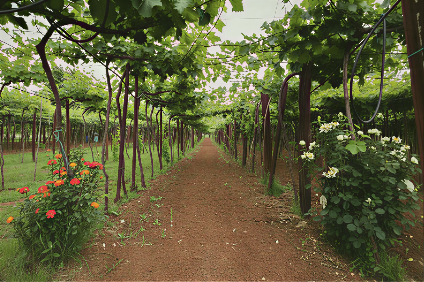Tour del vino misto tradizionale e moderno