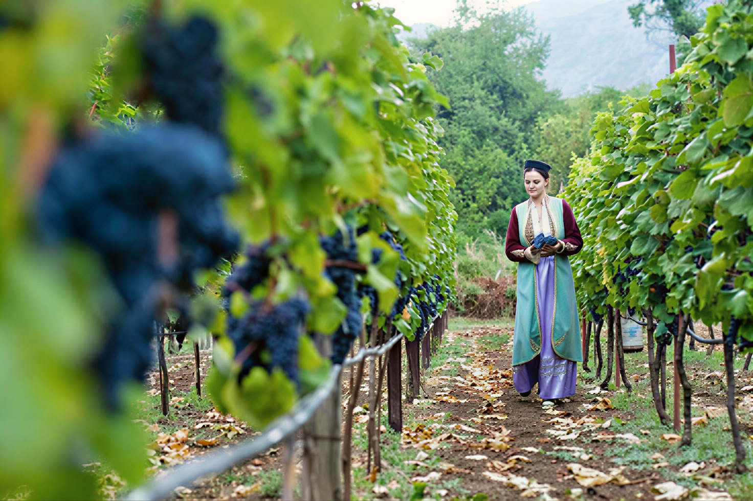 Tour della Strada del Vino di Crmnica