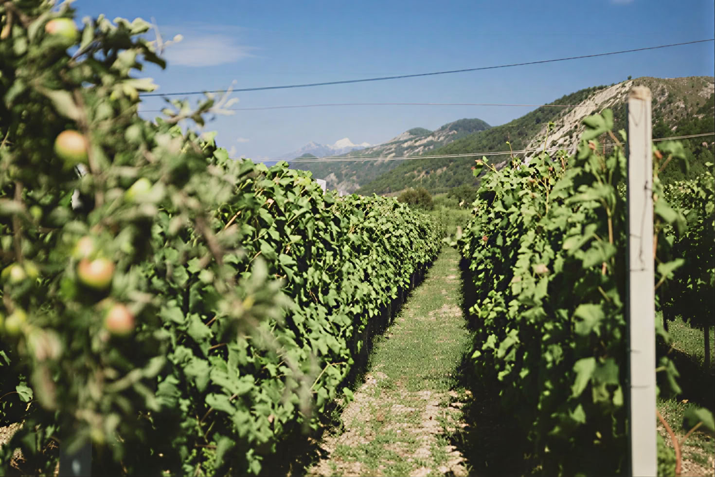 Tour della Strada del Vino del Montenegro